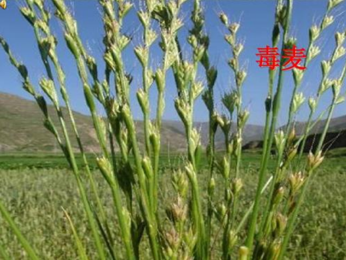 毒麦(lolium temulentum)禾本科黑麦属的一年生草本植物,属于田间常见