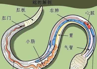 蛇的繁殖器官长什么样图片