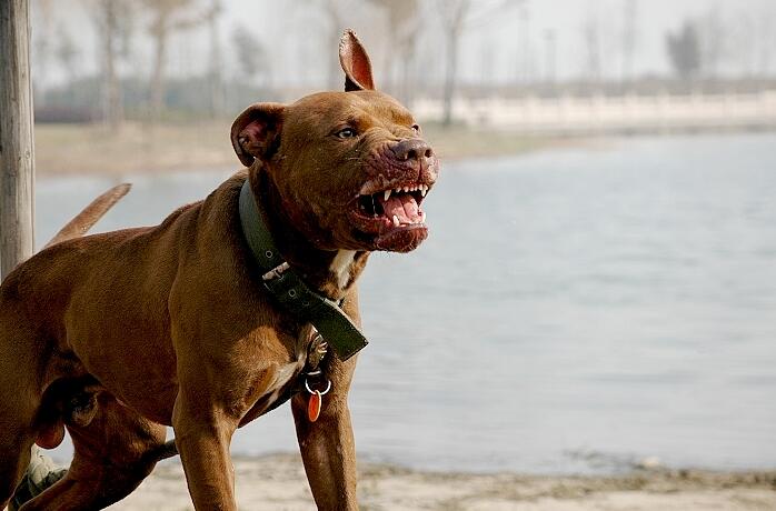 对伤人恶犬非法饲养者的处罚重锤来了注射死亡恶犬重罚狗主人