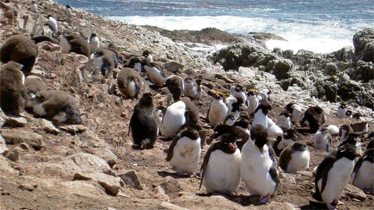第三个是澳大利亚的企鹅岛,也叫菲利普岛.