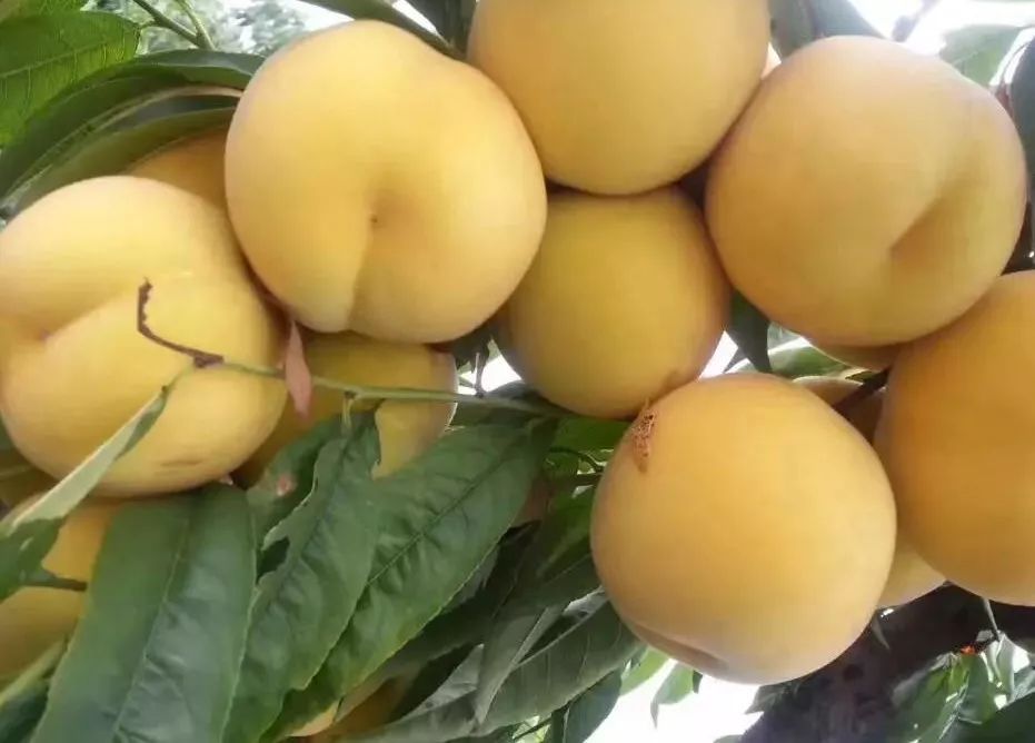 比水蜜桃还好吃的蒙阴黄毛桃来了:又润又甜,吃上就停不下来!