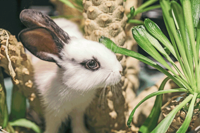 海口惊现动物管理局土拨鼠蜜袋鼯迷你刺猬45种活生生的动物集体现形