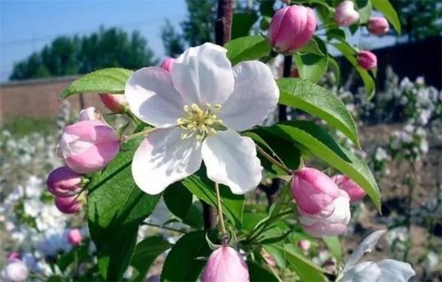 开心果树怎么种植学会7种科学的种植技术提升开心果的产量