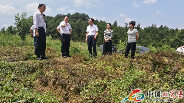 当天吴海平还到了瓮安县猴场镇宋家寨村实地查看蜂蜜李,太子参药材