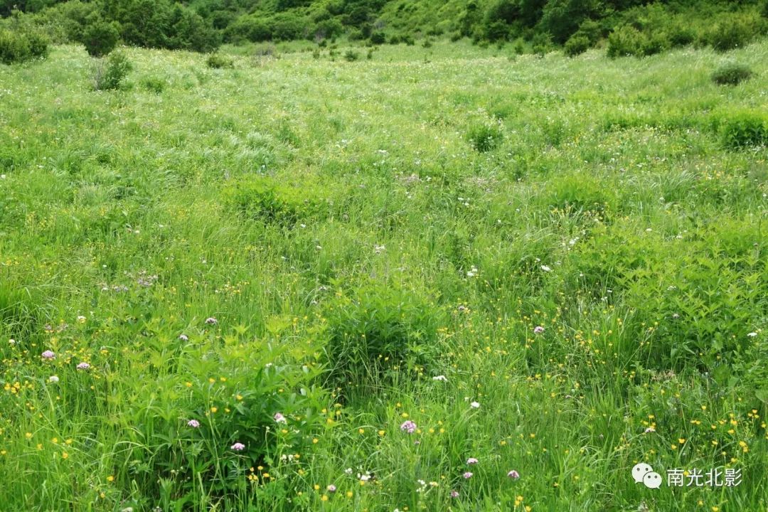 醉美高山草甸,北京百花山,这个夏天你不容错过——南光北影摄影