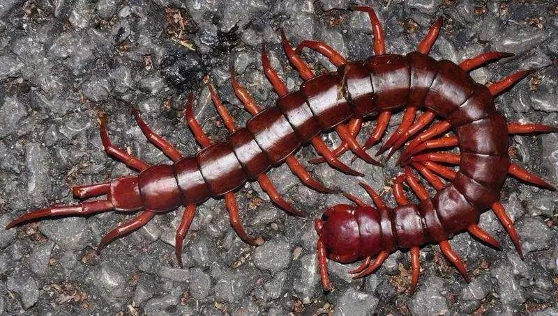 毒性强,可以致人死亡,它是蜜蜂的终极杀手,有句土话叫做七月蜂,八月蛇