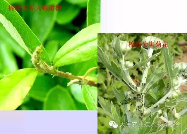 刺吸式口器害虫为啥这么难治