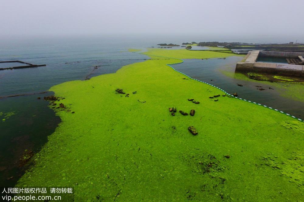 大片绿潮登陆青岛东部沿海