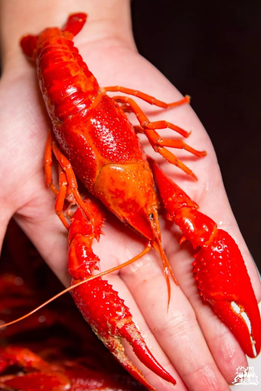 小龙虾界的性价比之王来了!人均50还打折,这次终于被我逮到了