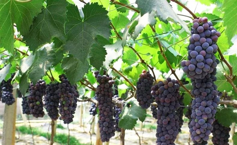 爆料河源这一大片葡萄林99元一斤开园大钜惠赶紧约起来