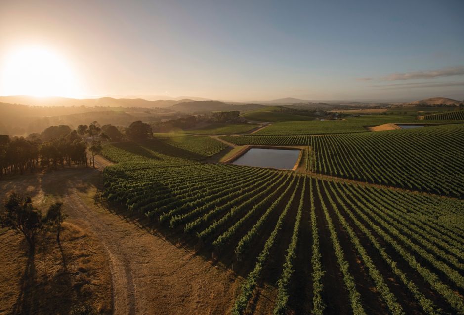 混酿设拉子葡萄的 gin,能喝出澳大利亚的味道 | 遇见 aussie
