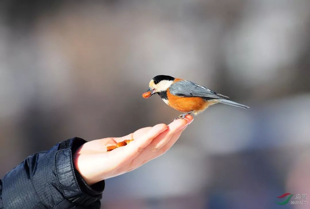 名家朗诵人与鸟