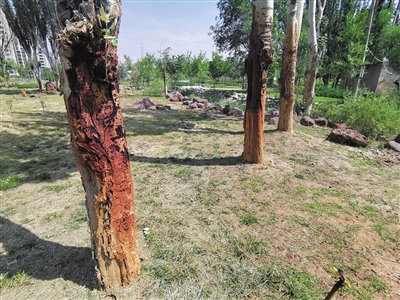 唐徕渠边小公园咋变色了树木大量枯萎灯杆锈蚀脱落