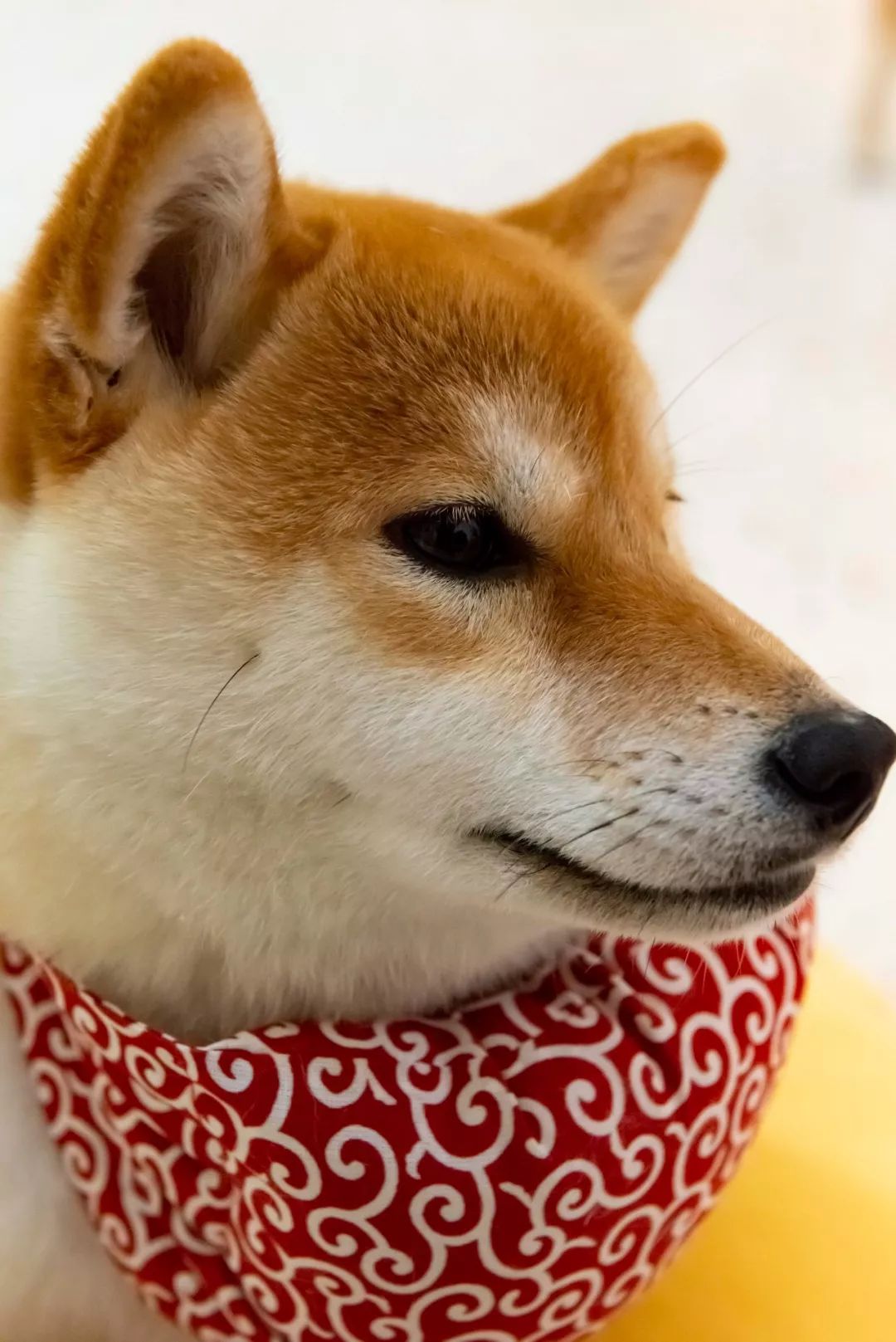 很喜欢跟人互动喔跟它的身材一样圆滚滚的它的名字叫土豆这只系着