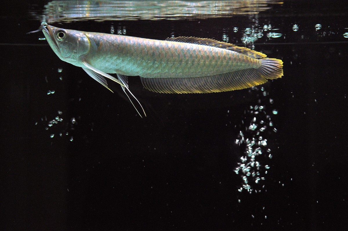 观赏鱼银龙鱼养殖方法介绍