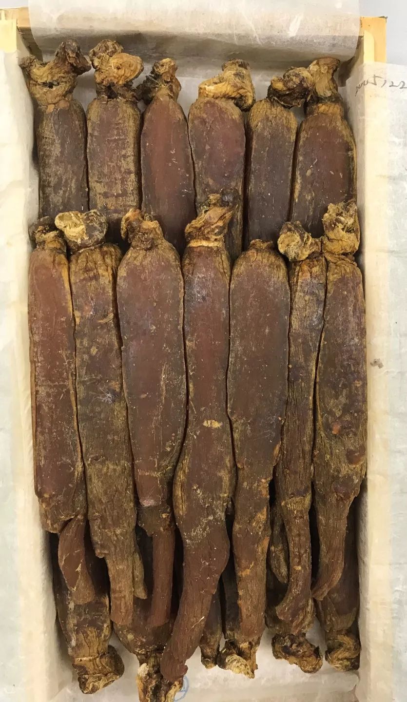 如何选购高丽参和红参?一文让你从入门到精通_人参