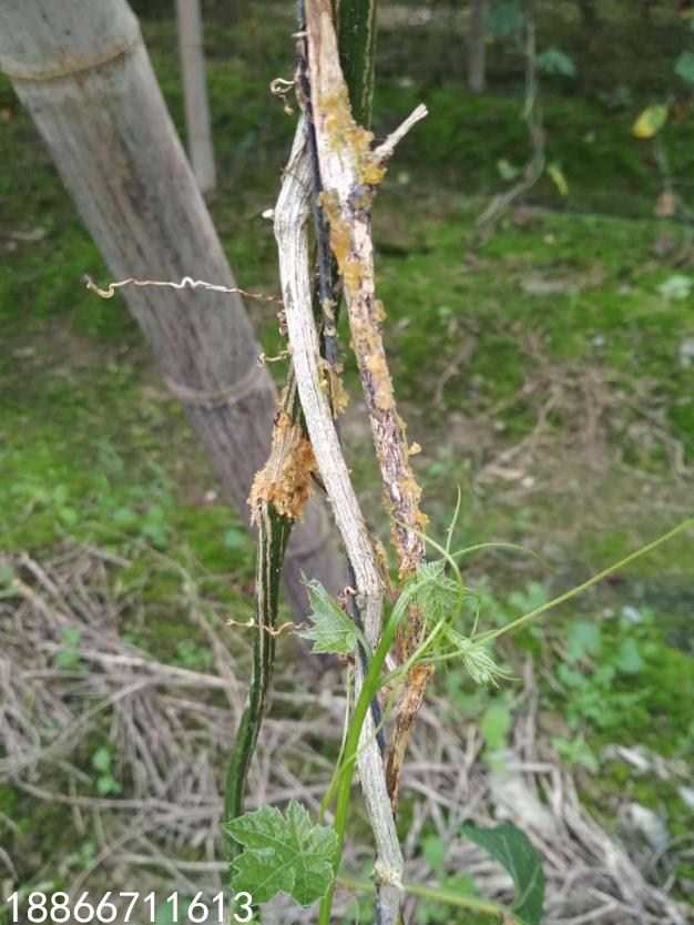 瓜蒌满枯病的特效药是什么