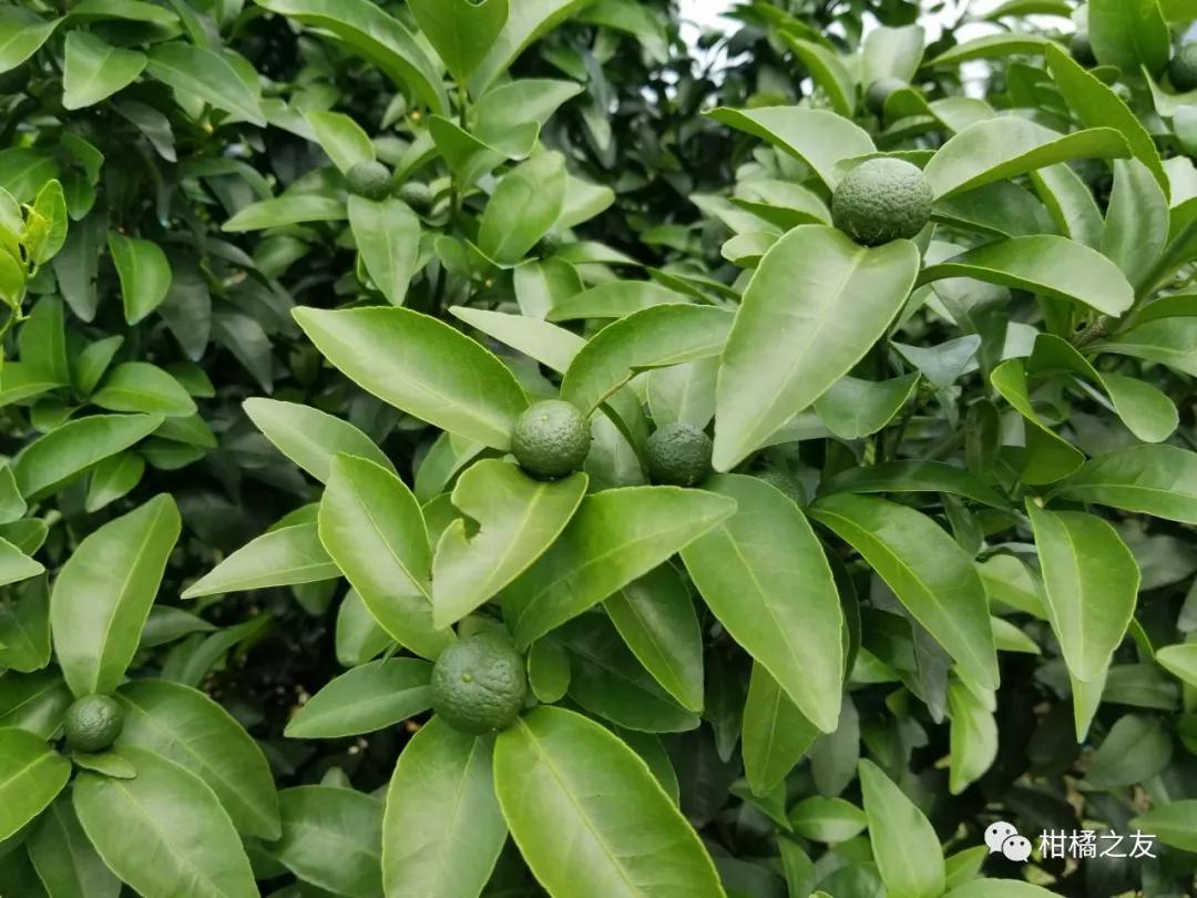 柑橘不断落果看到都心痛高温高湿天气如何预防落果呢