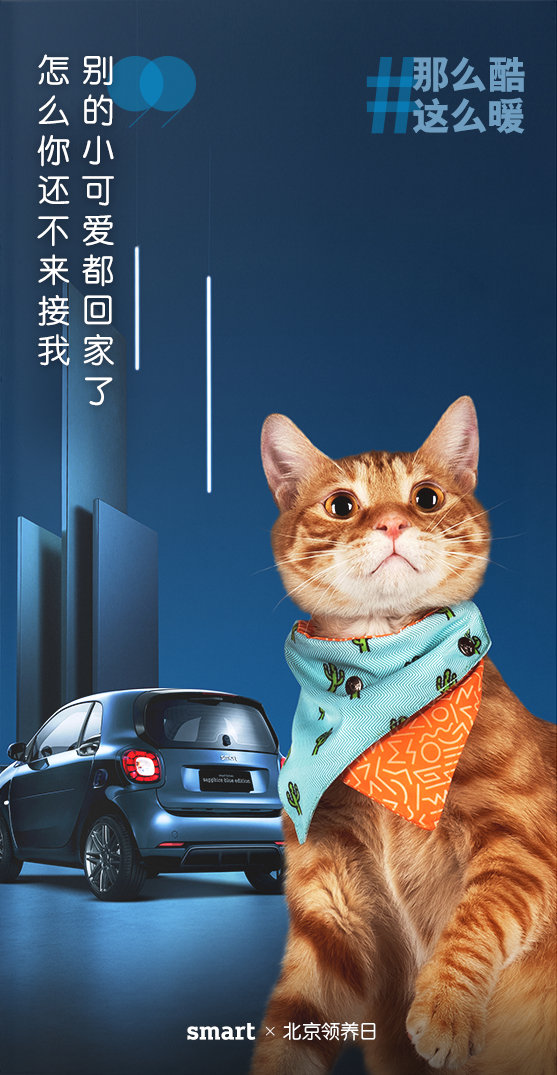 流浪猫狗宣传海报图片