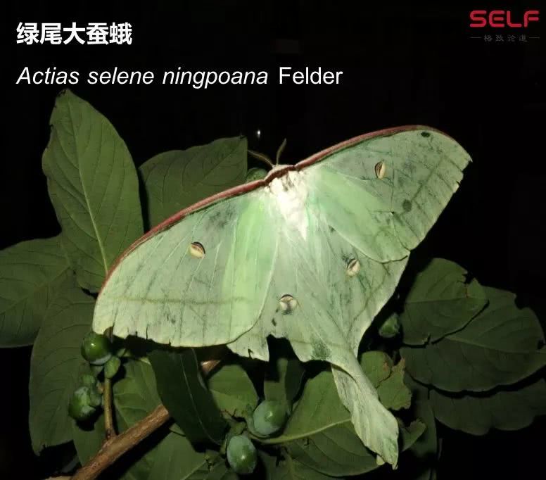 超4成昆虫物种濒临灭绝,昆虫学研究的意义是什么?