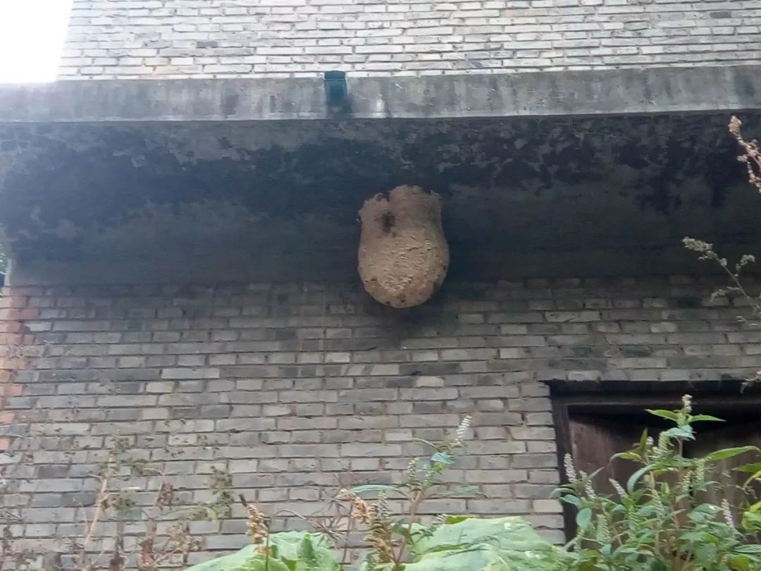 胡春良 | 回家的路:葫芦蜂,"有毒"的童年_蜂巢状