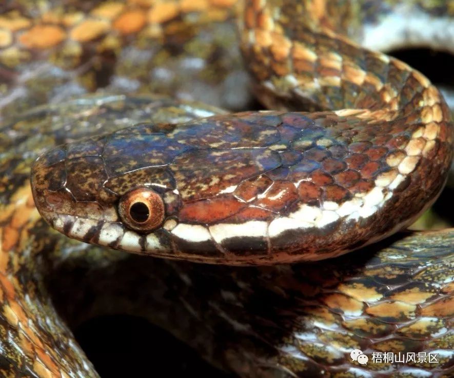 白眉腹链蛇它已被列入中国国家林业局2000年8月1日发布的《国家保护的