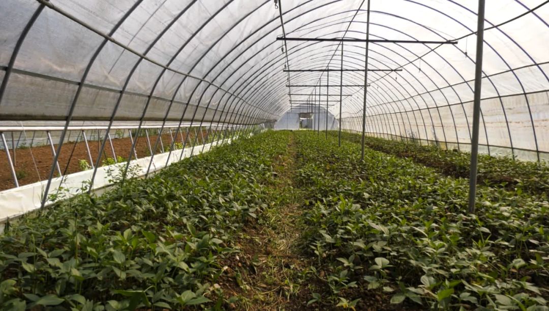 目前在大耆老村建设中药材良种繁育基地380亩,繁育大棚388个,进行昭参