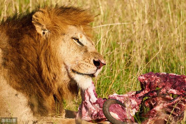 草原霸主,搞事情的「单身男人帮」——非洲狮_狮子