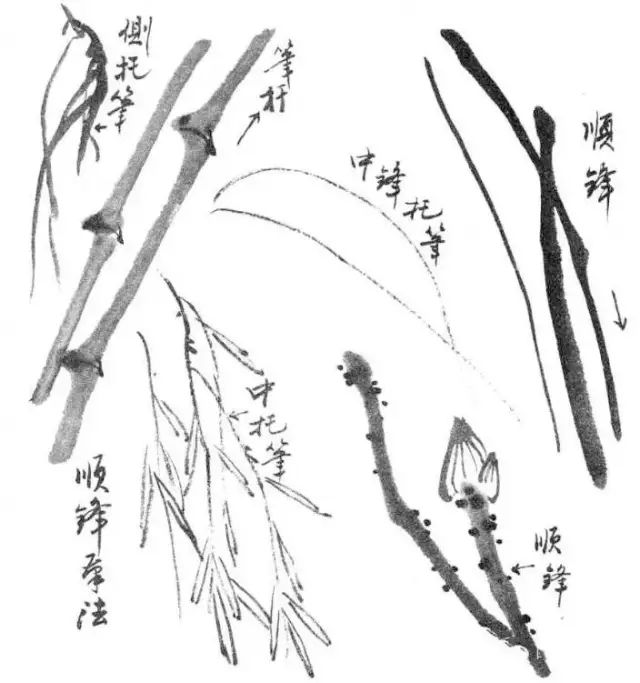 顺锋的线条光润,流畅,适于画竹竿,柳条,荷梗,虾须等.