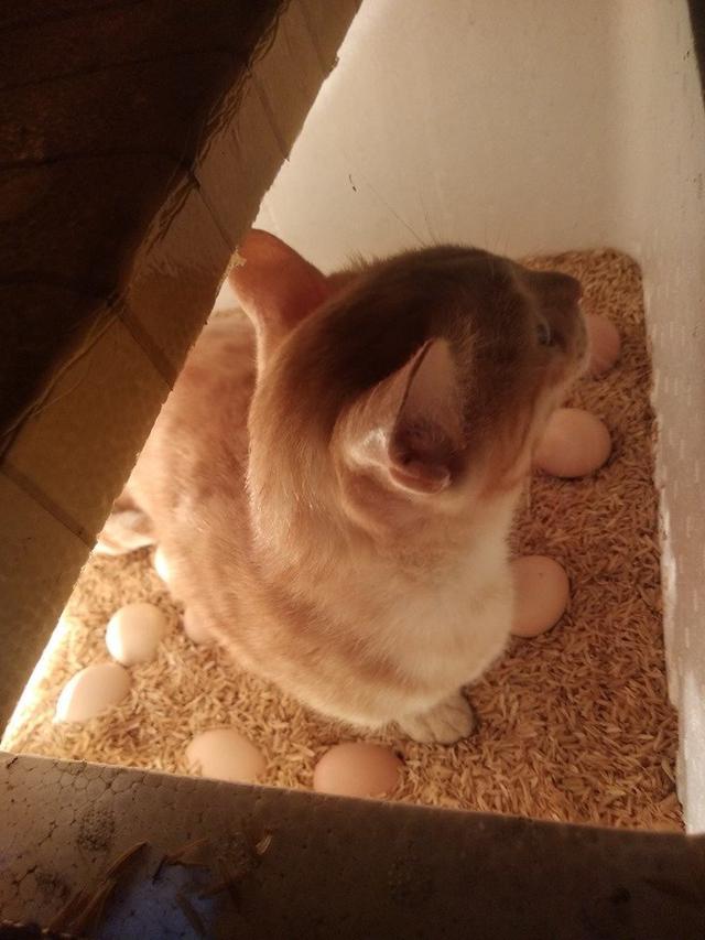 母爱泛滥喵星人一动不动蹲孵蛋器里孵蛋