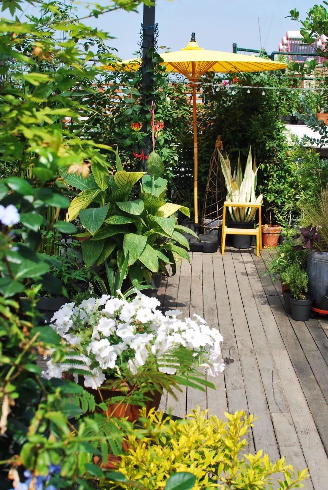 浪漫就是有一所静雅小院与你一起云淡风轻