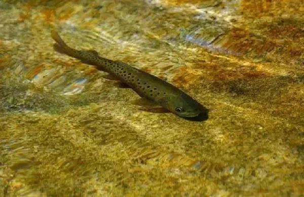秦岭细鳞鲑属鱼纲,鲑形目,鲑科,细鳞鲑属.