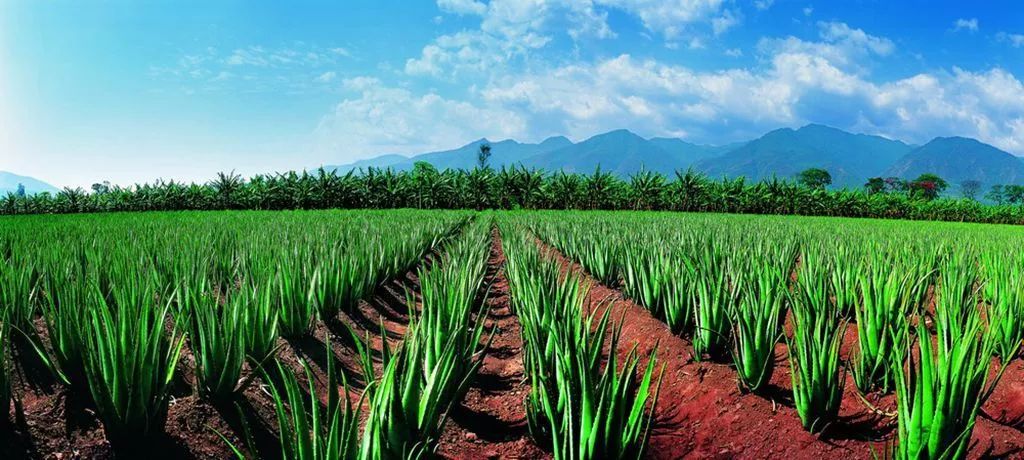 20年,元江这个地方一直在搞事……_芦荟