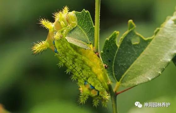 园林虫害预警 | 刺蛾（幼虫）的危害与防治_叶片