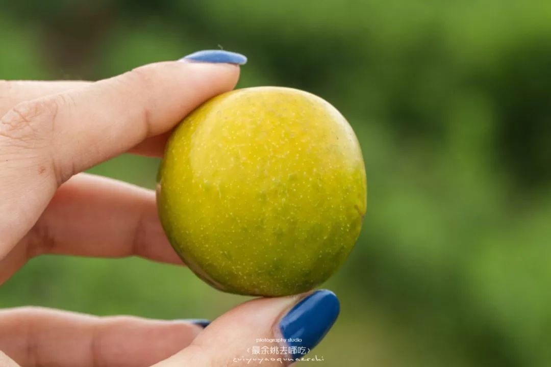 这几天余姚人都跑去这个1000多亩超大果园n种新鲜当季水果边摘边吃
