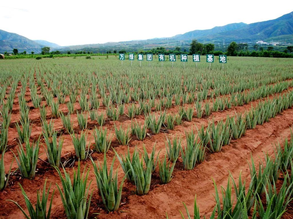 20年,元江这个地方一直在搞事……_芦荟