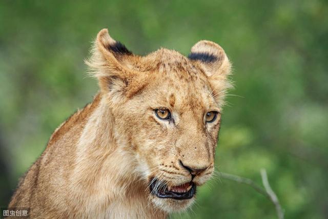 草原霸主搞事情的单身男人帮非洲狮