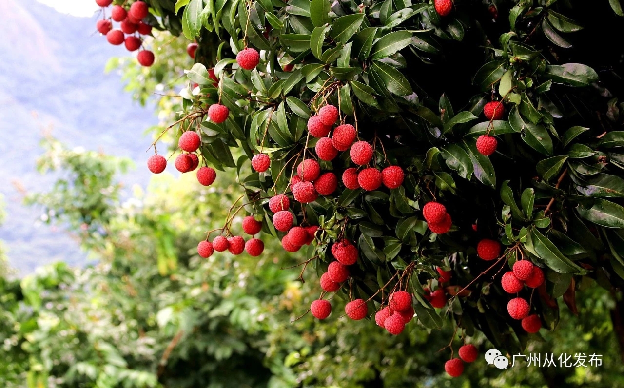 实现荔枝自由从化荔枝槐枝上市收购价仅10元一斤