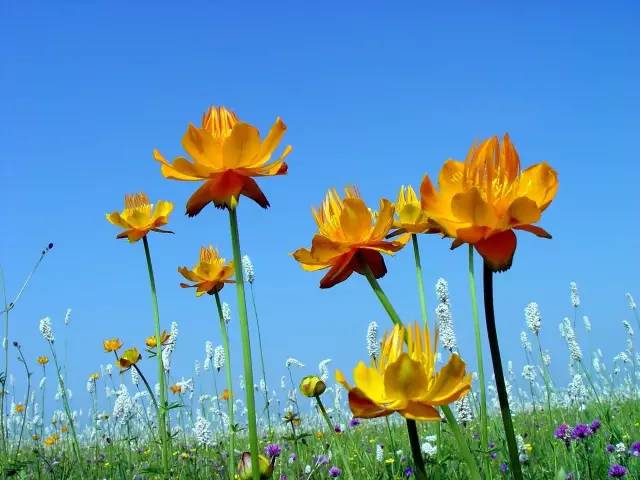 正蓝旗的金莲花开了附赏花攻略