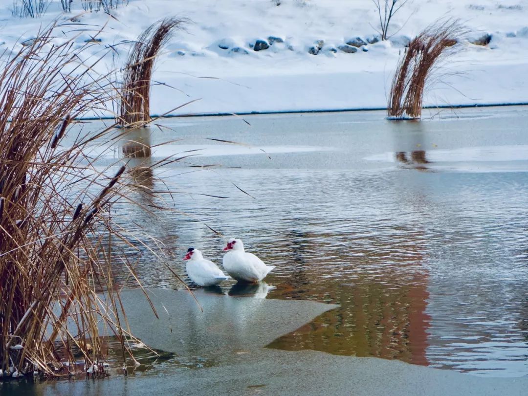 我在哈工大威海等你女神版