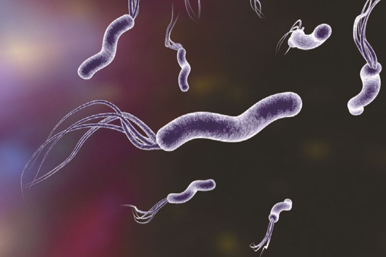 胃的自愈能力非常强大,但幽门螺旋杆菌仍是致癌元凶