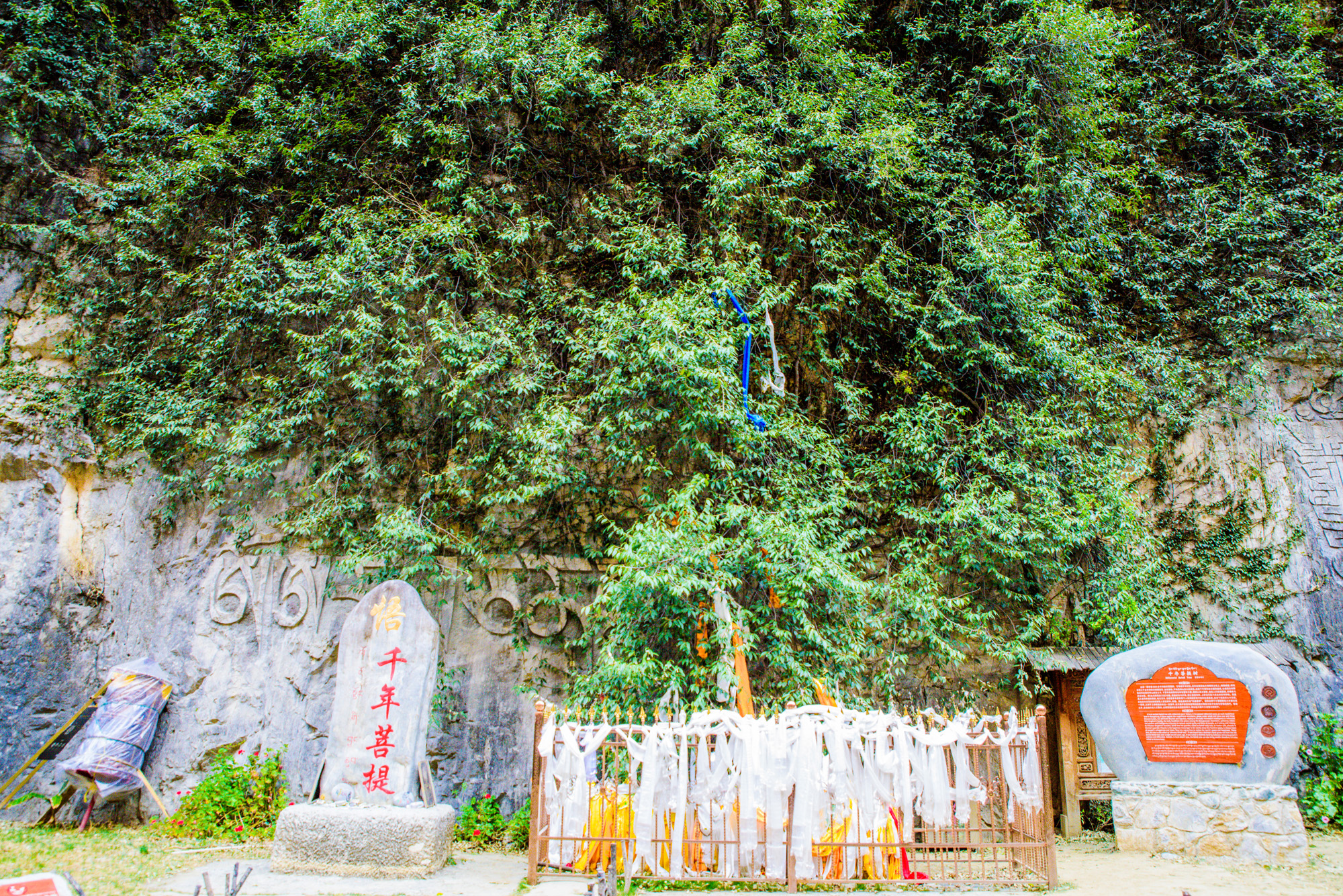 巴拉格宗千年菩提树图片