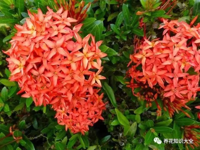 木棉红花玉蕊梭果玉蕊厚皮香玉兰红枫樱花养花知识大全乔木花卉植物