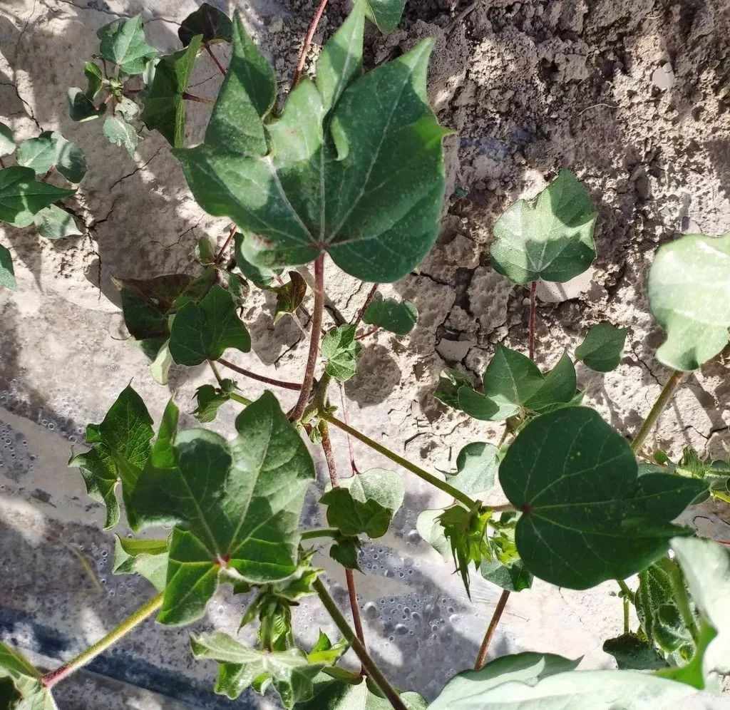 棉花初花期植保工作建议