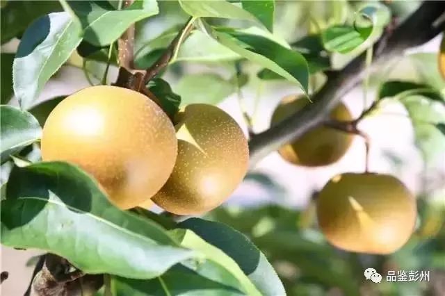 文:小洁 葛仙山镇提供编辑:孙小洁 责编:邓茹月有一种美好生活,叫彭州