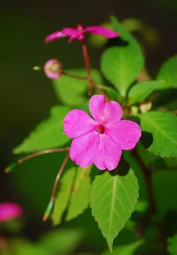 鳳仙花的花語:別碰我,源於它的英文別名touch me not,美語為dont