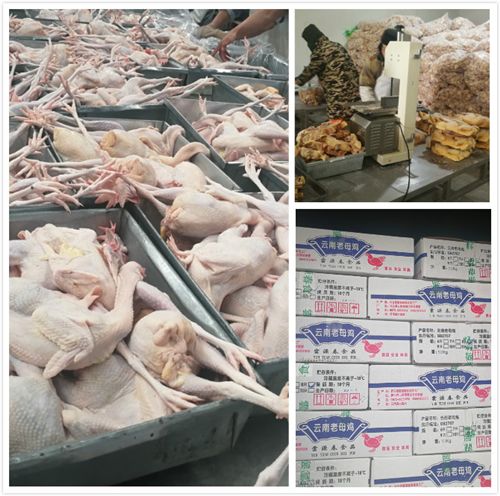 关注家禽养殖：打造绿色可持续的新时代