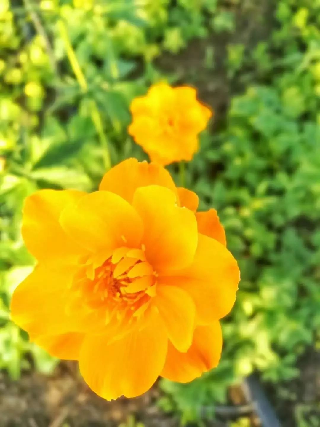 正蓝旗的金莲花开了附赏花攻略