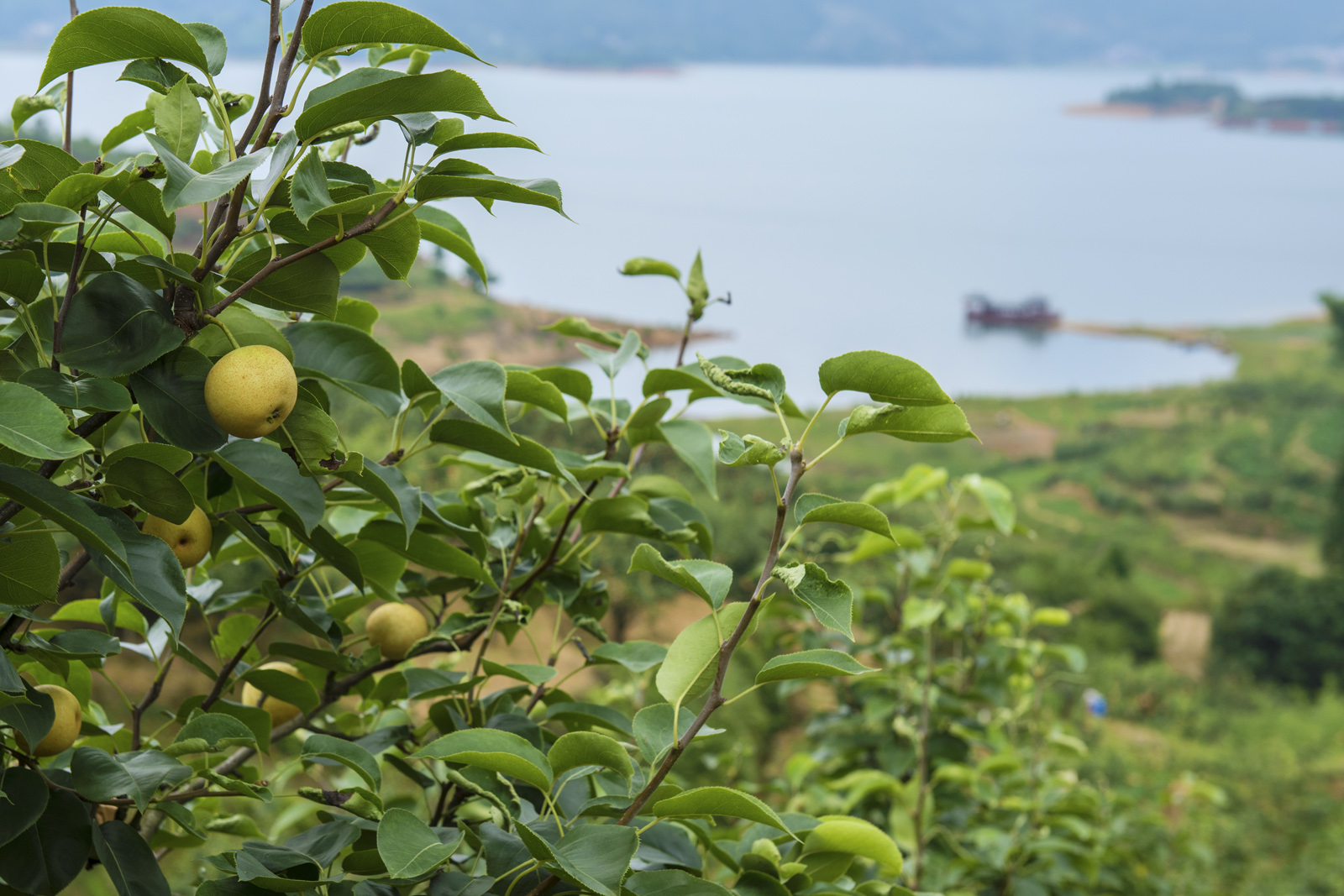 广东人的"解暑神器"连州水晶梨即将上线!