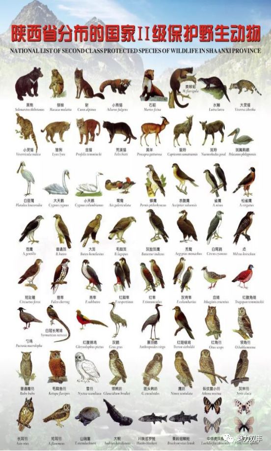 秦岭野生动植物保护管理知识